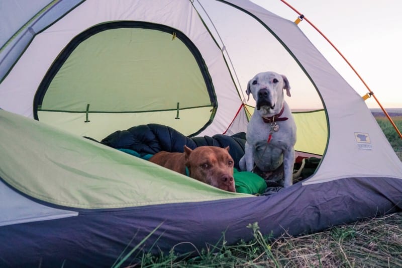 Two dogs hanging out in a green and white tent in a grassy field