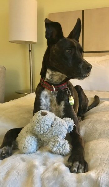 Brindle dog laying on a hotel bed holding a stuffed puppy