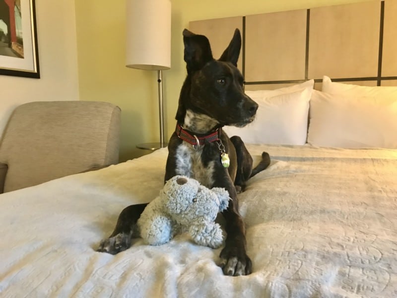 Brindle dog laying on a hotel bed holding a stuffed puppy
