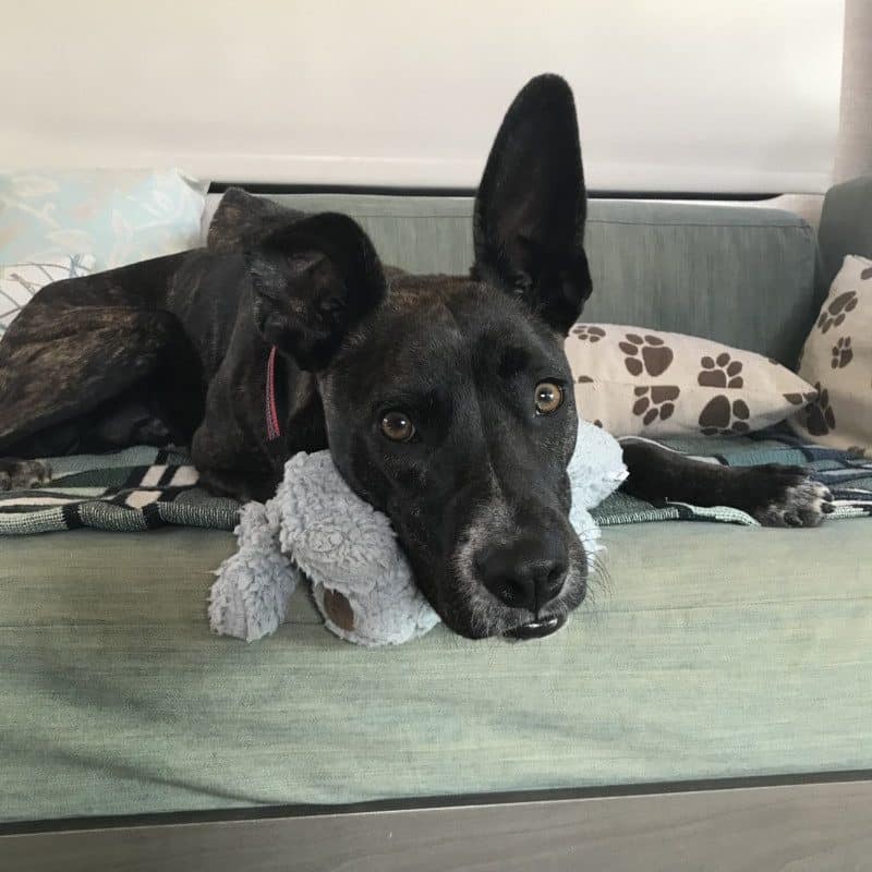 Brindle dog laying on a stuffed puppy on a green sofa