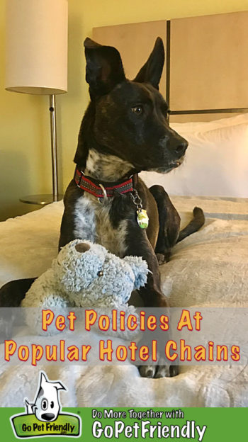 Brindle dog laying on a hotel bed holding a stuffed puppy