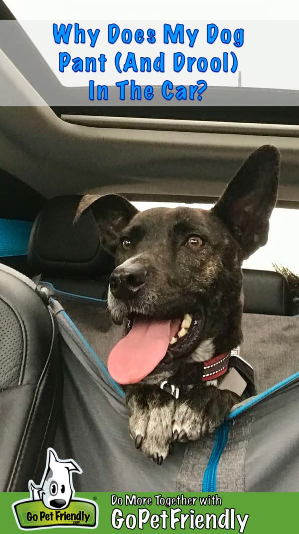 Brindle dog panting in the back seat of a car