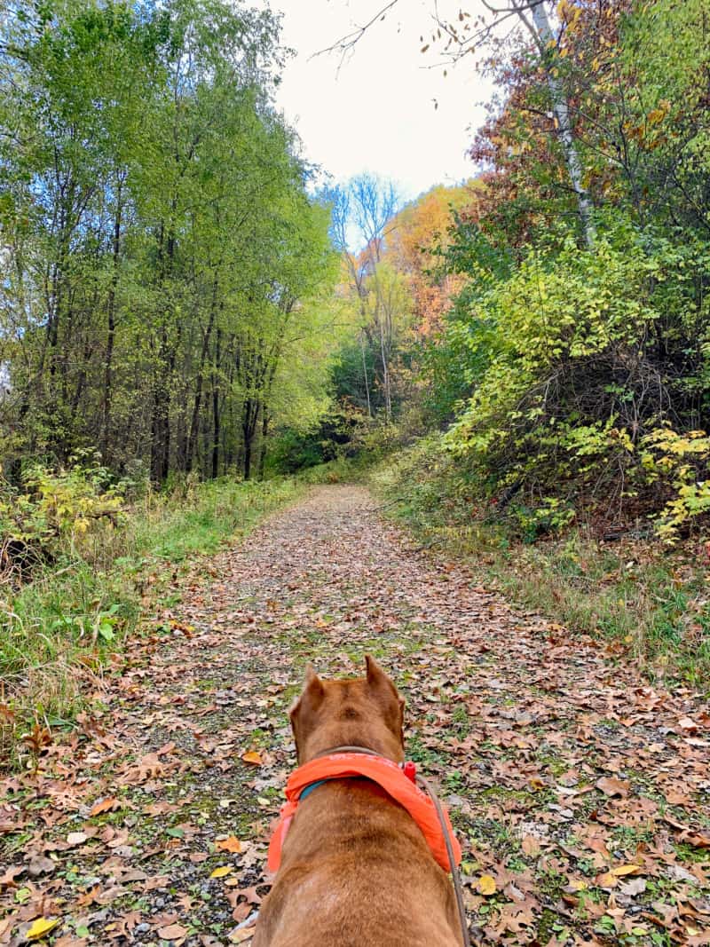 A brown dog walking along a wooded trail covered in fall leaves in Minneapolis, Minnesota