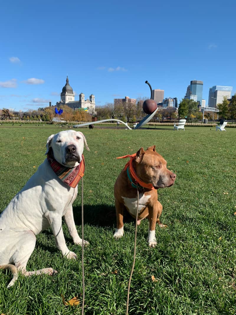 Two dogs posing in front of a large sculpture of a spoon and cherry in the Sculpture Garden in downtown Minneapolis, Minnesota