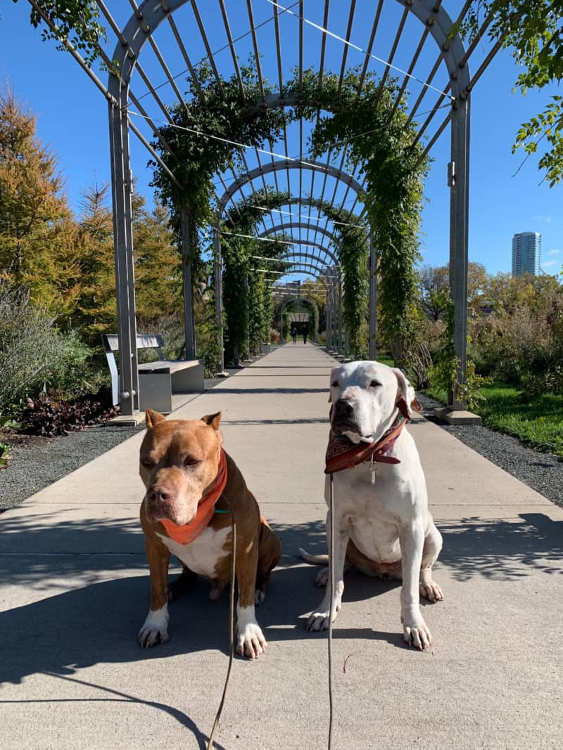 Two dogs posing under a metal trellis in the Sculpture Garden in downtown Minneapolis, Minnesota
