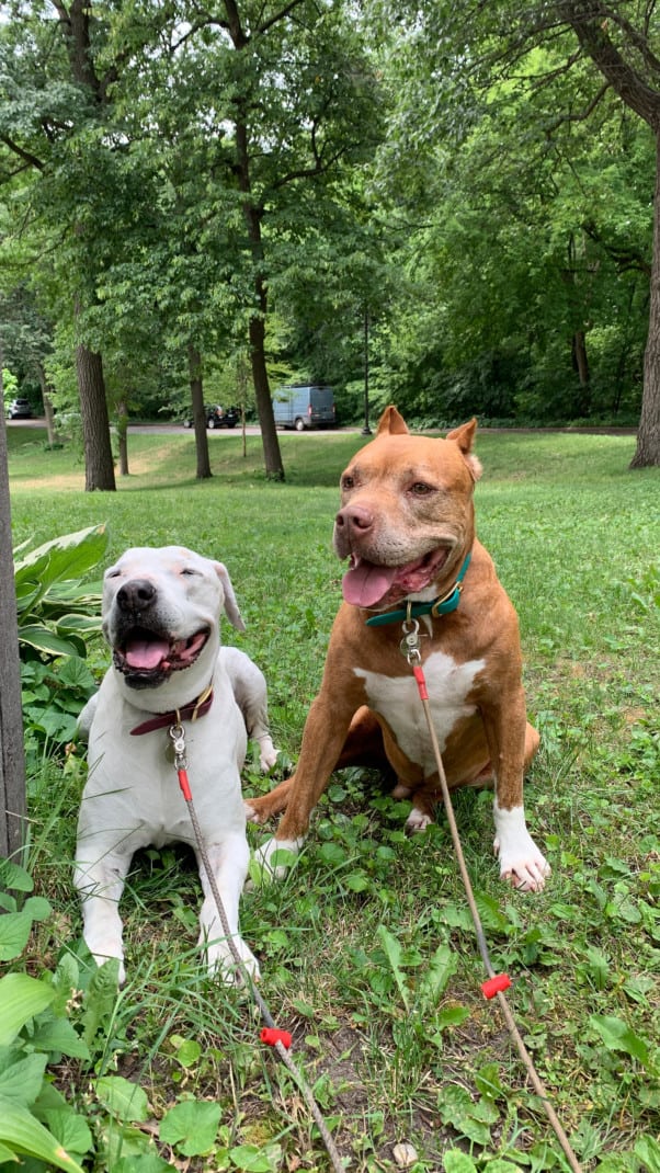 Two dogs sitting in a wooded park in Minneapolis, Minnesota