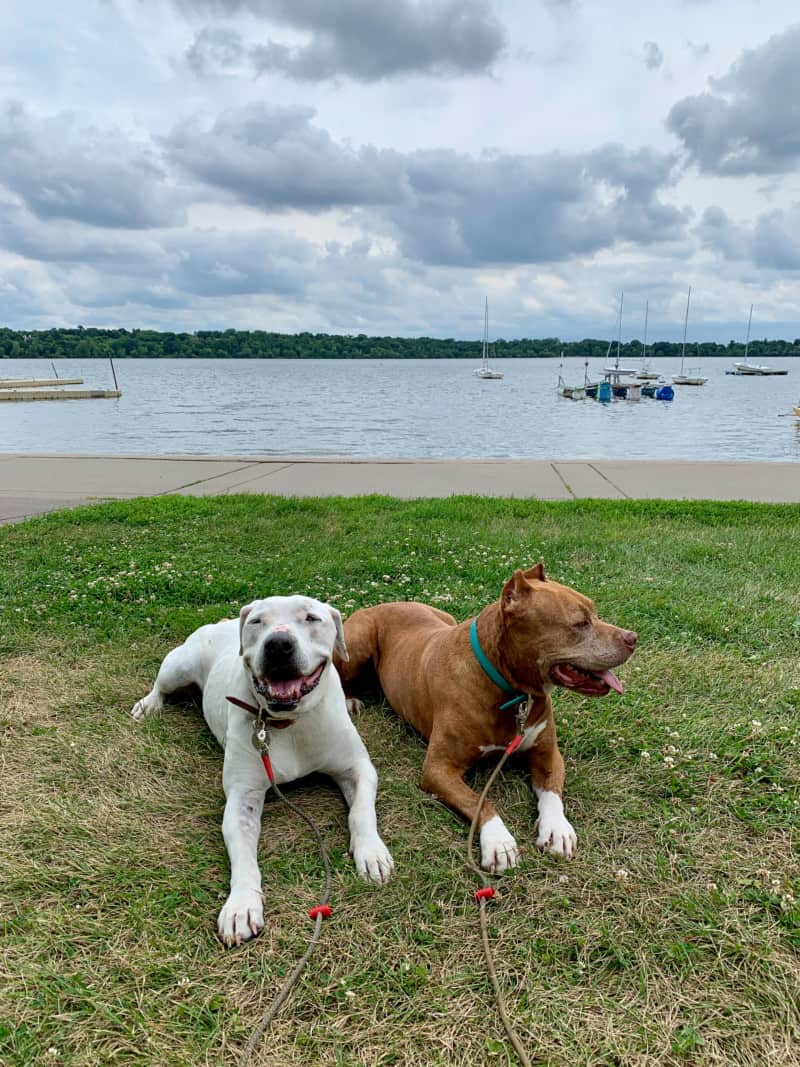 Two dogs sitting in front of a lake with sailboats in the water in Minneapolis, Minnesota