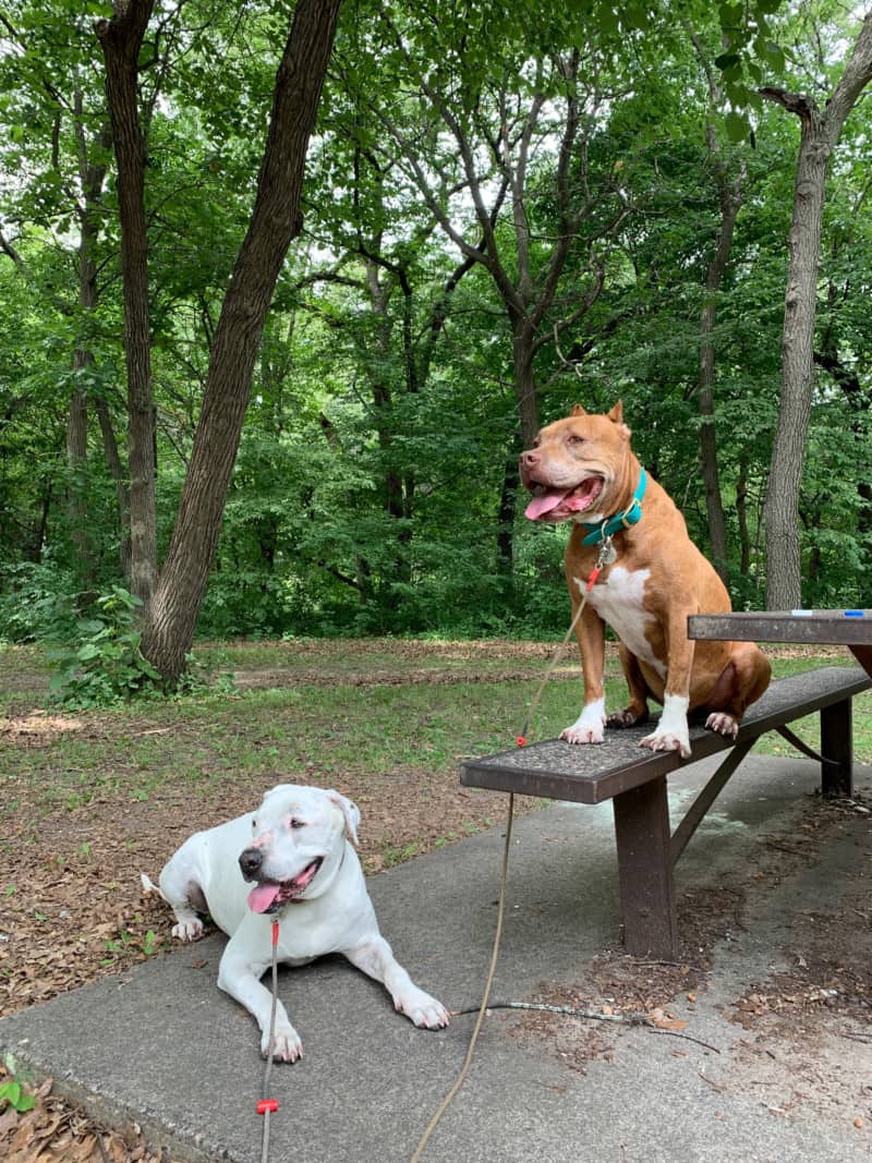 Two dogs sitting at a picnic table in a forested park in Minneapolis, Minnesota