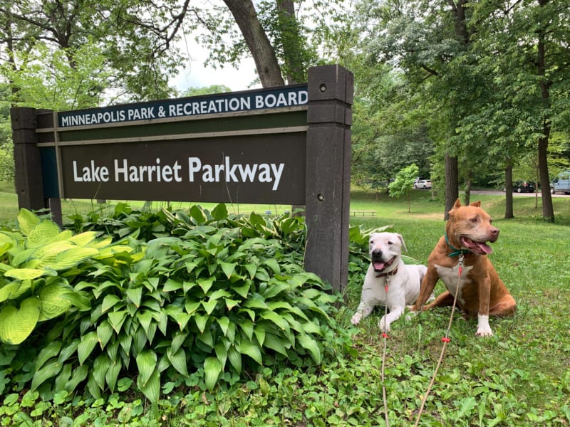 Two dogs posing by the wodden entrace sign for Lake Harrient Parkway, a park and trail system in Minneapolis, Minnesota