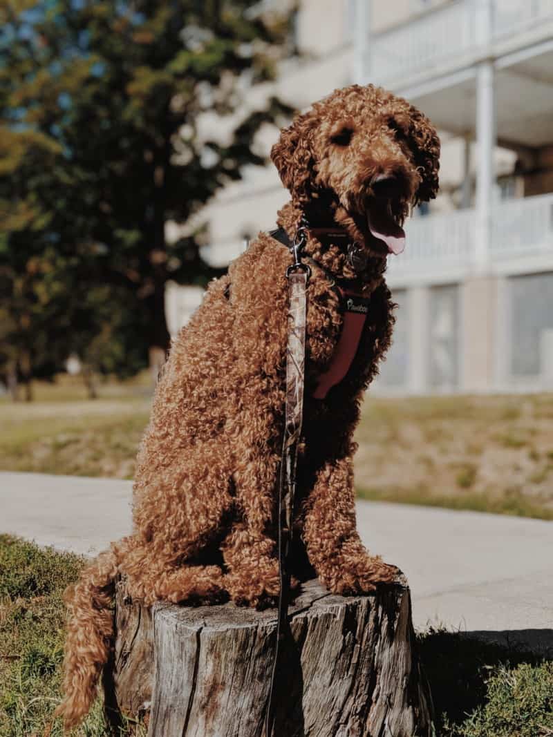 Labradoodle dog sitting in front of a vacation rental in pet friendly Traverse City, MI