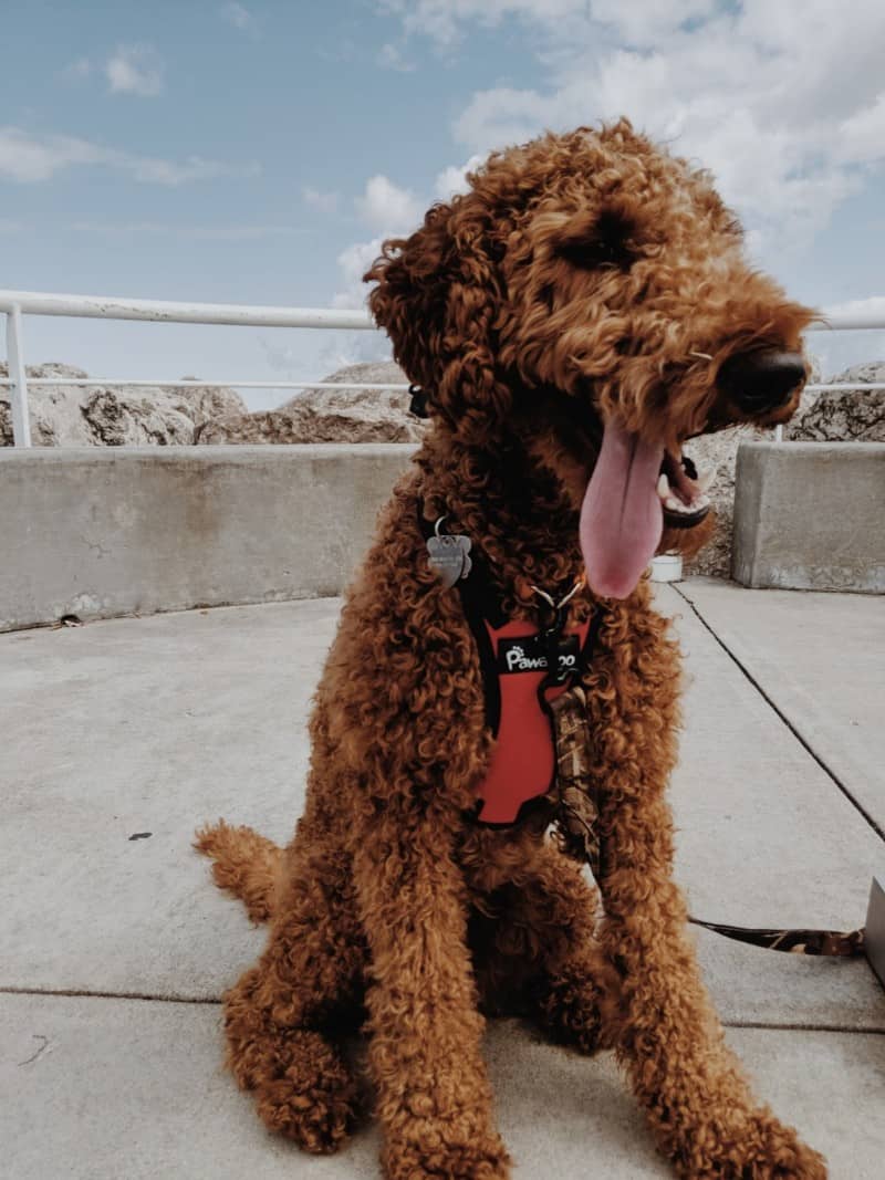 Labradoodle at the pier in pet friendly Traverse City, MI