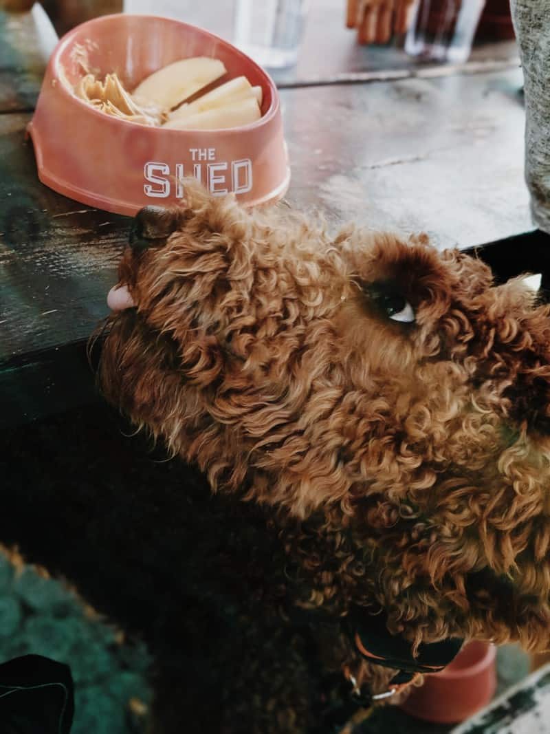 Dog sniffing a dish at The Shed restaurant in pet friendly Traverse City, MI