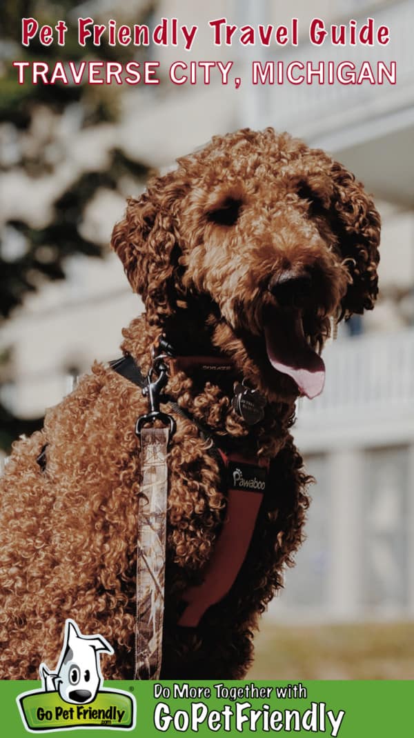 Labradoodle dog sitting in front of a house in Traverse City, MI