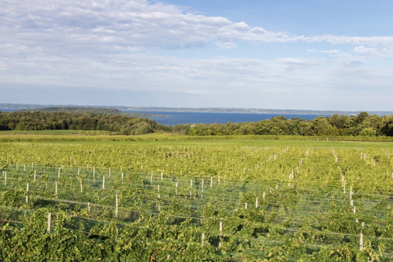 Old Mission Point Peninsula Vineyard near pet friendly Traverse City, MI