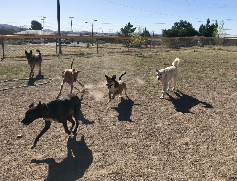 Dogs running at the dog park in Bisbee, AZ
