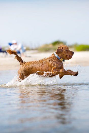 Miniature Golden Doodle dog running in the water on a dog friendly beach in Michigan
