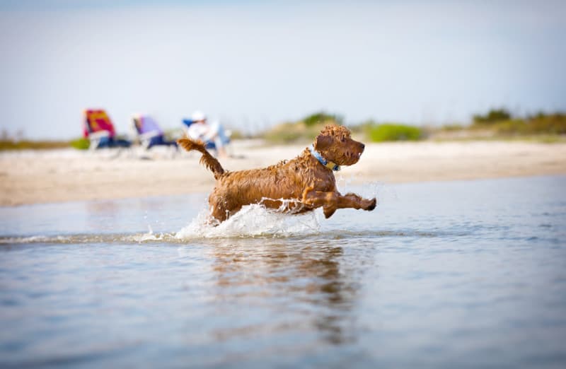 Miniature Golden Doodle dog running in the water on a dog friendly beach in Michigan TeamJiX