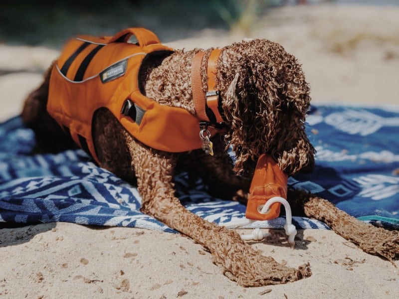 Mini-Golden Doodle laying on a beach blanket playing with a toy