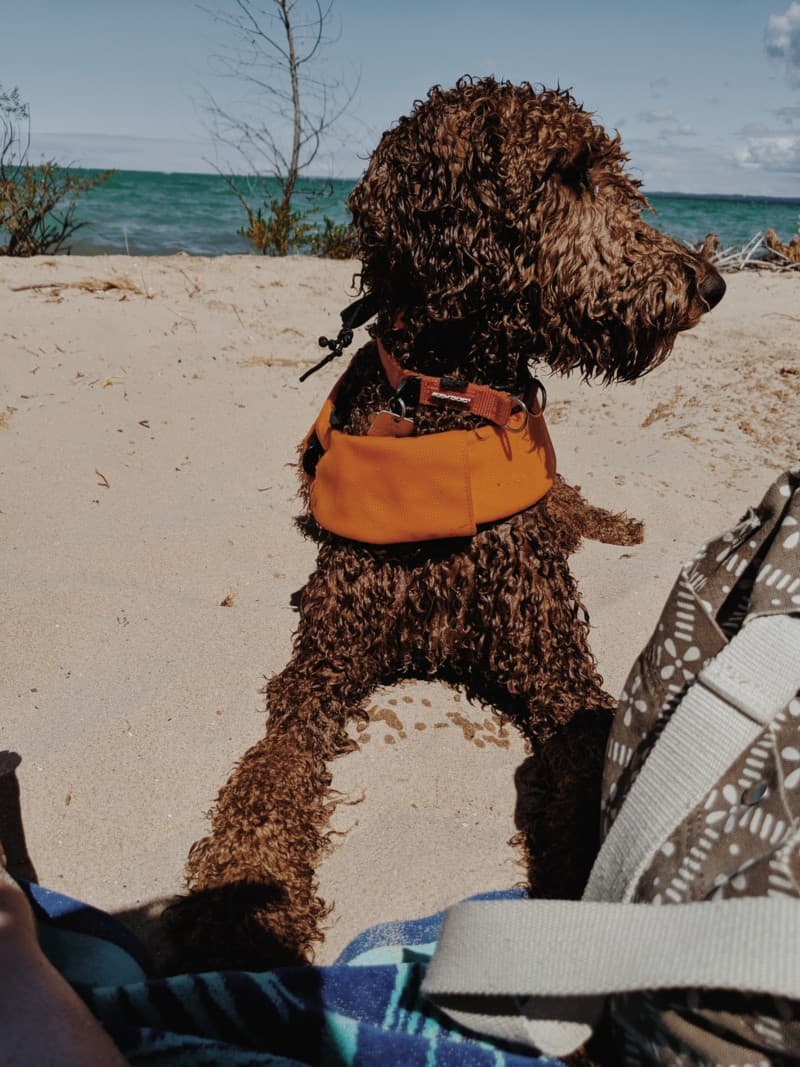 Mini-Golden Doodle relaxing in the sand at a dog friendly beach in Michigan
