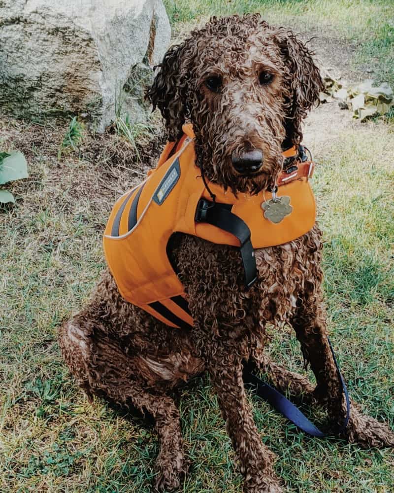 Mini-Golden Doodle dog resting in the grass wearing a life vest