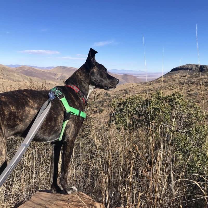 Brindle dog on the pet friendly Ridge Trail in Bisbee, AZ