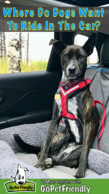 Dog in a red harness riding in the back seat of a car