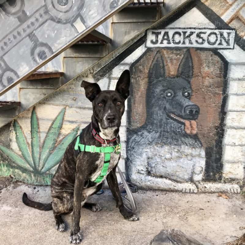 Mural of Jackson the dog in Bisbee, AZ