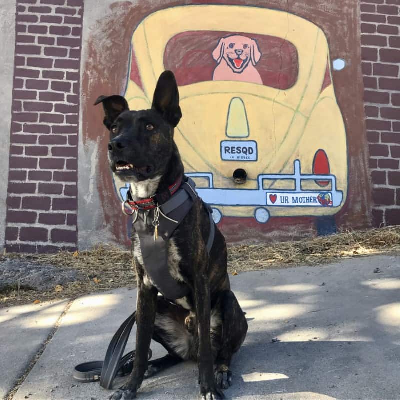 Mural of a dog in the back of a VW Bug in Bisbee, AZ