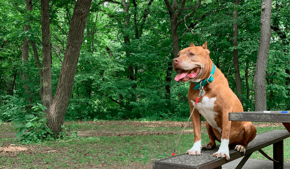 Pit bull on a bench in a wooded park in dog friendly Minneapolis, MN