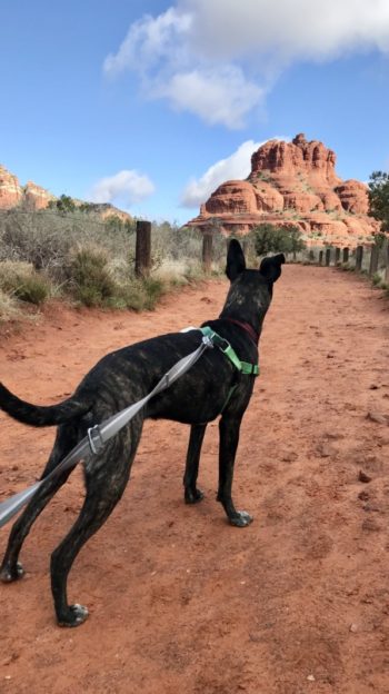 Leashed dog in a green harness on the dog friendly Bell Rock Pathway in Sedona, AZ