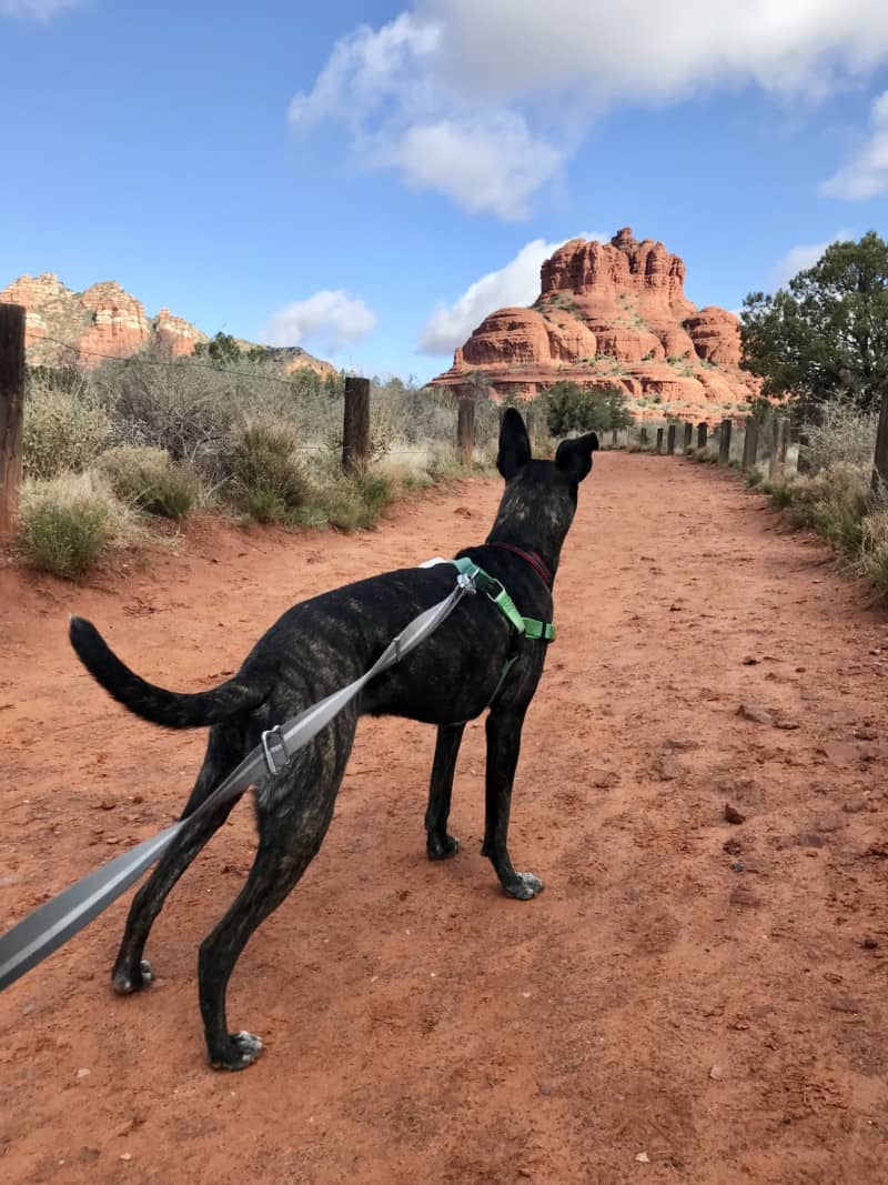 Leashed dog in a green harness on the dog friendly Bell Rock Pathway in Sedona, AZ