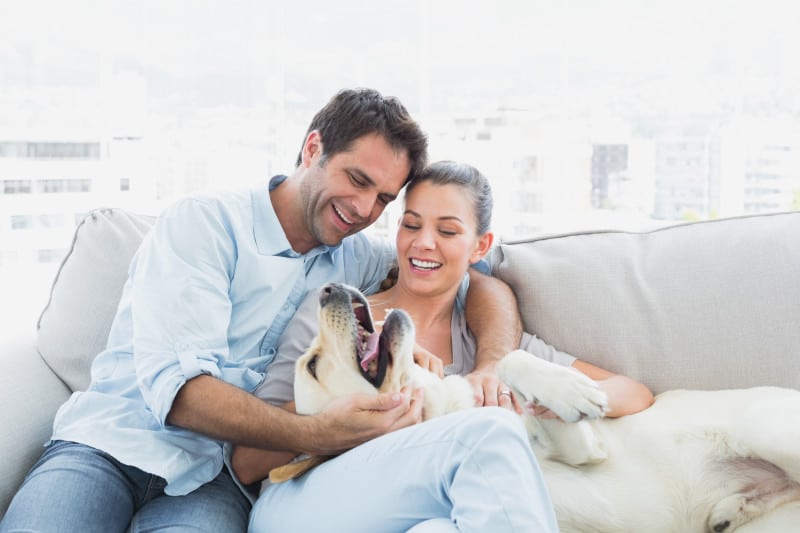 Couple sitting on sofa with a smiling dog on their lap