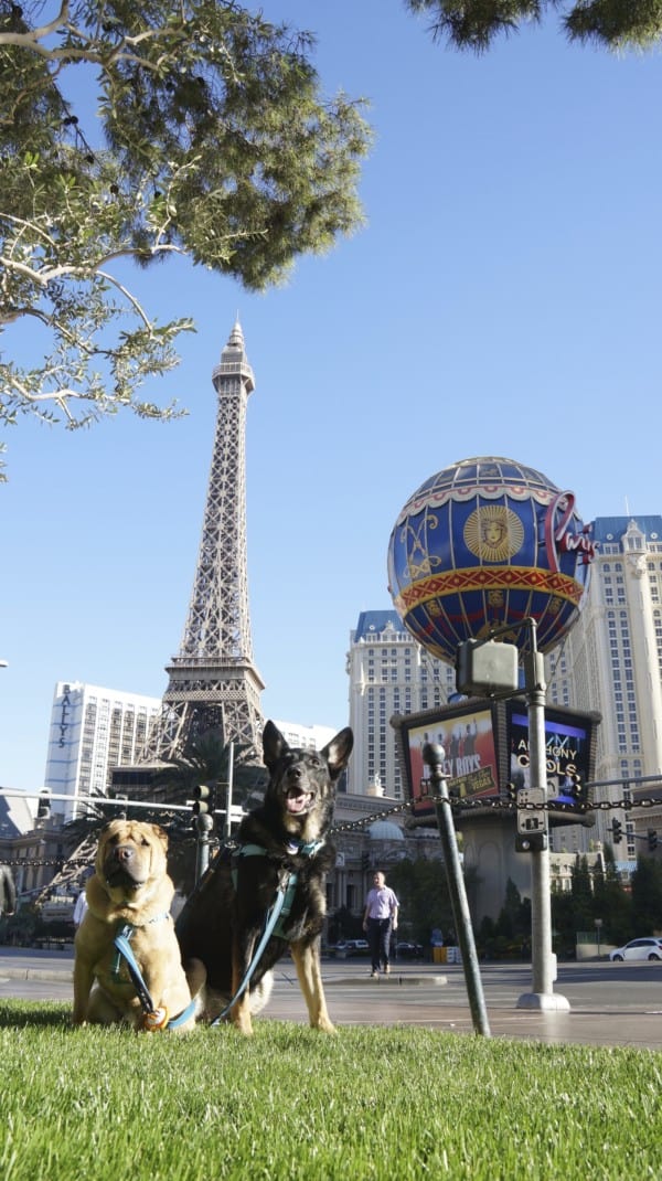 German Shepherd and Shar-pei dogs sitting on the Las Vegas Strip with the Paris Hotel in the background