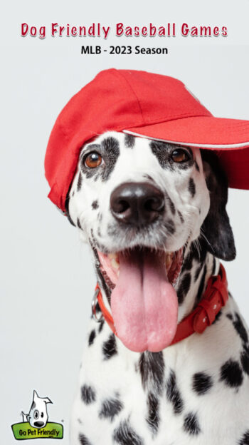 Happy Dalmatian dog in a red baseball cap