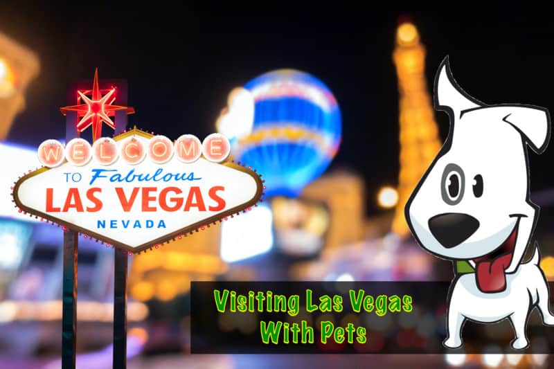 Pet Friendly Las Vegas - Complete Travel Guide