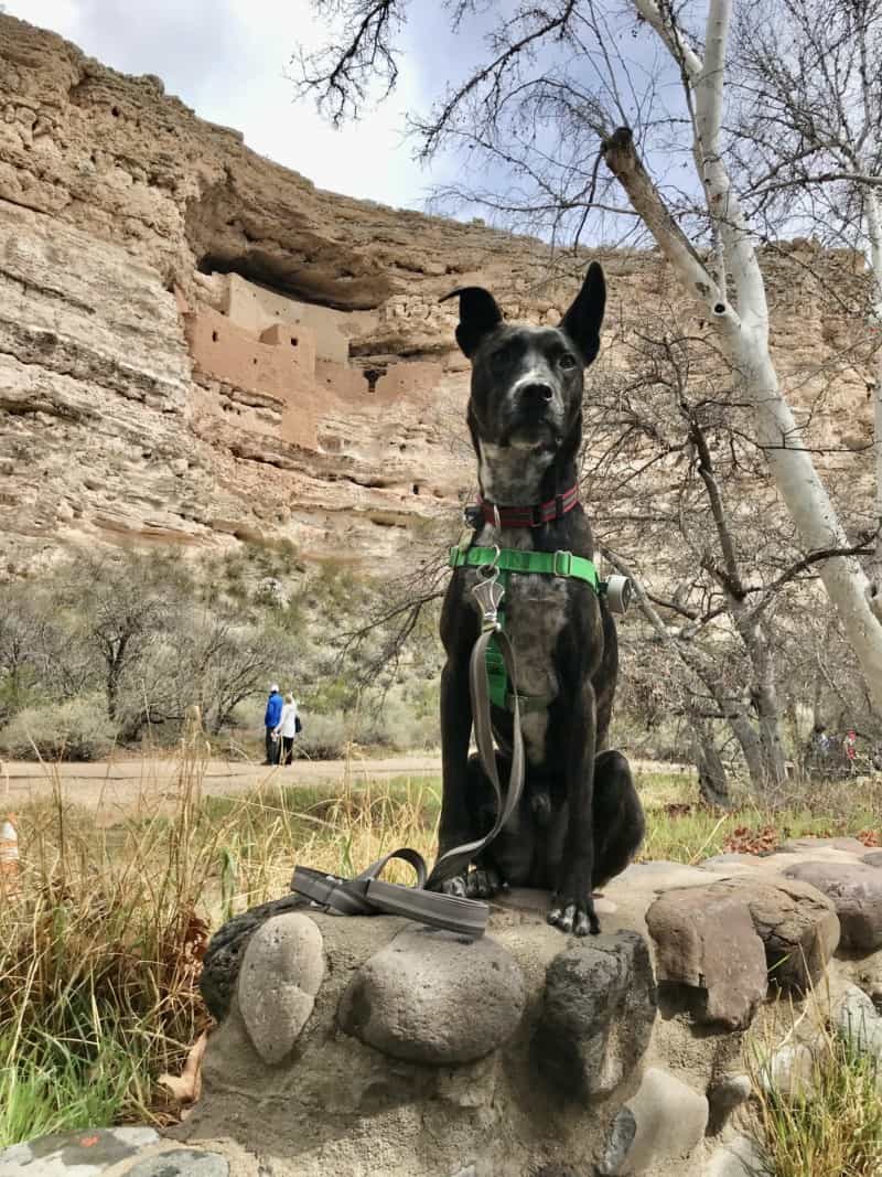 Brindle dog in a green harness at dog friendly Montezuma Castle National Monument in Arizona