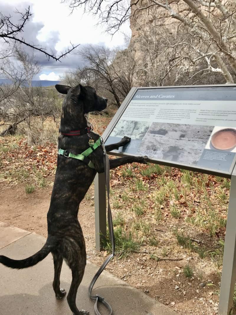 Brindle dog in a green harness "reading" a sign at dog friendly Montezuma Castle National Monument in Arizona