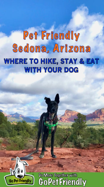 Brindle dog in a green harness on a dog friendly trail in Sedona, AZ