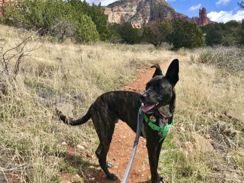 Brindle dog in a green harness on the dog friendly Rabbit Ears Trail in Sedona, AZ