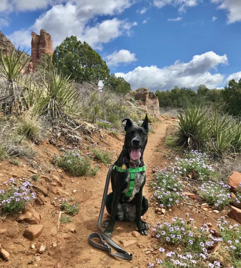 Brindle dog in a green harness on the dog friendly Rabbit Ears Trail in Sedona, AZ