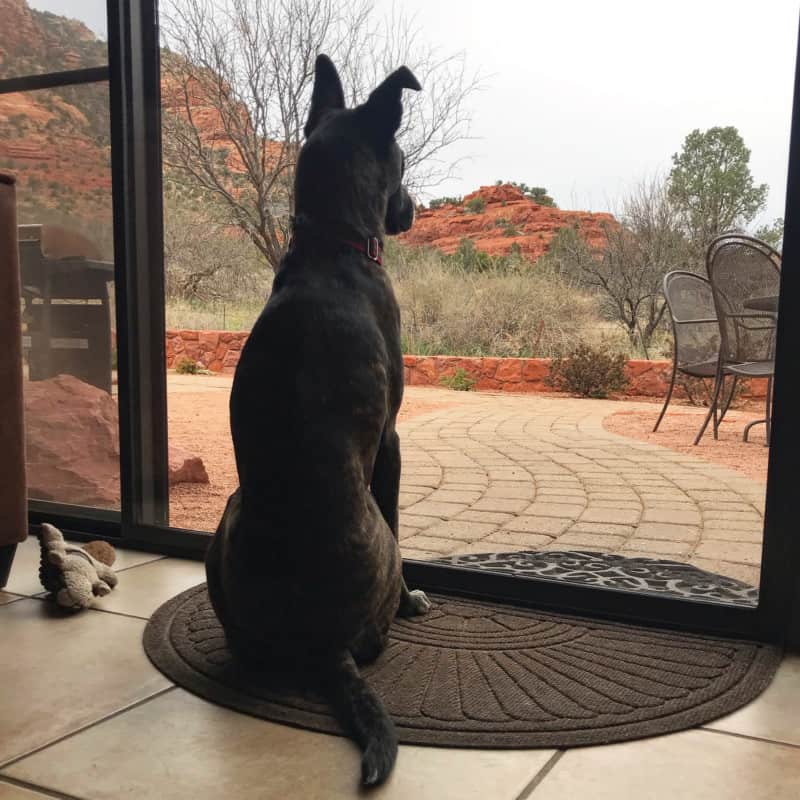 Brindle dog looking out the window at the red rock formations at the pet friendly Red Agave Resort in Sedona, AZ