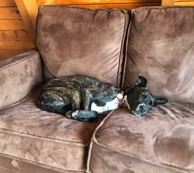 Brindle puppy sleeping on a brown sofa