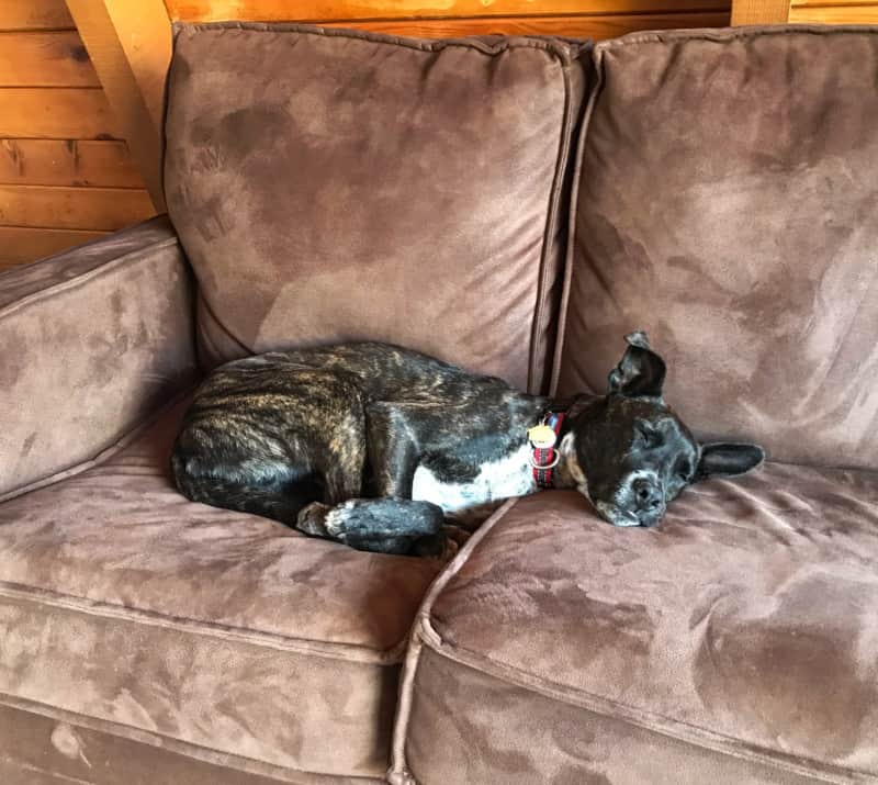 Puppy sleeping on brown sofa