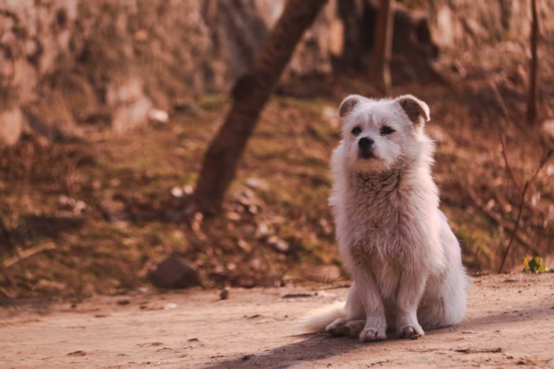 Small White Dog Sitting On a Path in a dog park in pet friendly Las Vegas, NV