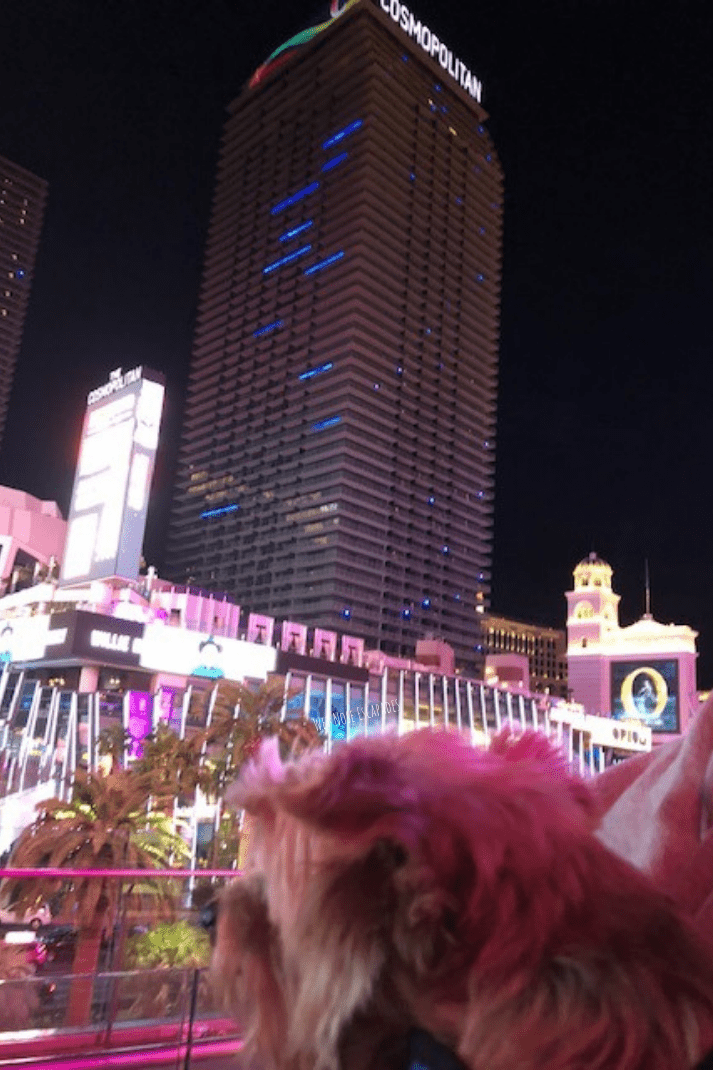 Small dog admiring the view of the pet friendly Cosmopolitan Hotel in Las Vegas, NV
