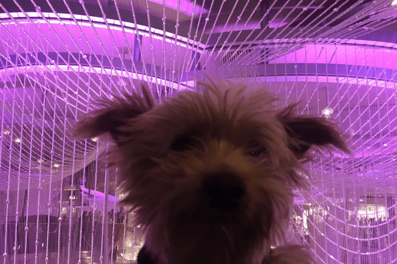Small dog in front of purple neon lights in pet friendly Las Vegas, NV
