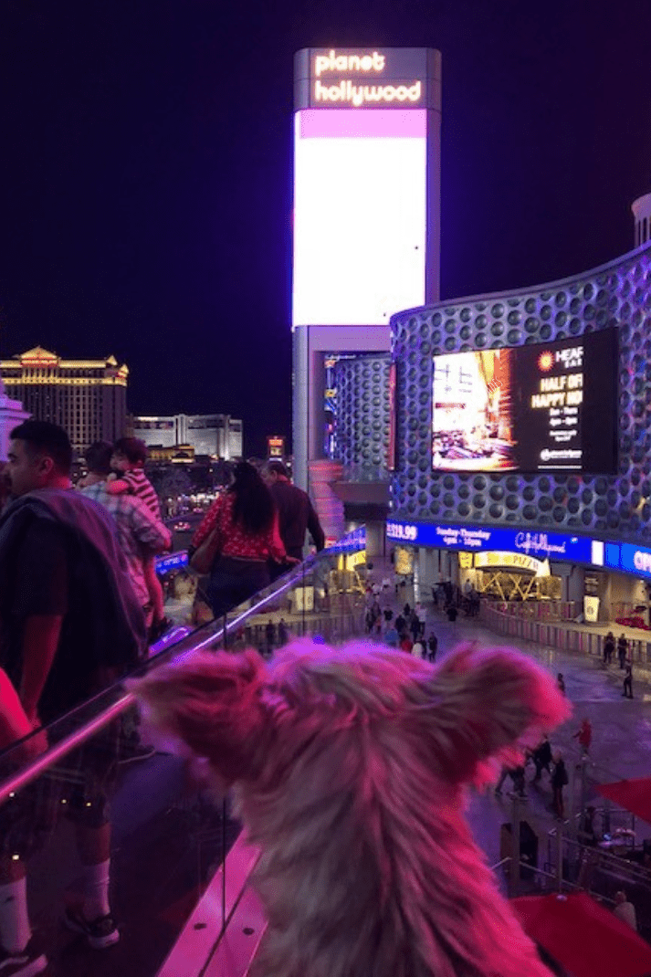 Small dog admiring the view of the pet friendly Planet Hollywood Hotel in Las Vegas, NV