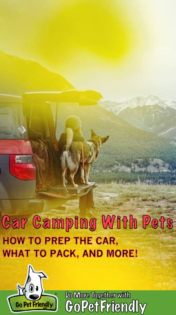 Car Camping With Pets: Prep The Car, What to Pack, and More