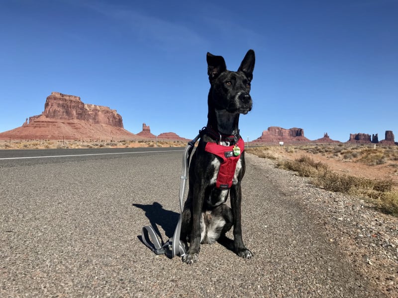 Brindle dog in a red harness sitting along side the road in Monument Valley, UT