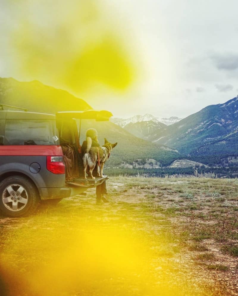 A woman and her dog sitting on a tailgate looking out over mountains. Yellow flowers frame the foreground.